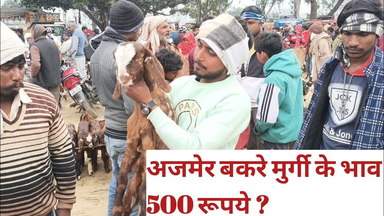 सस्ते अजमेरी gojri sirohi। azizi forming up76/Farrukhabad bakra mandi