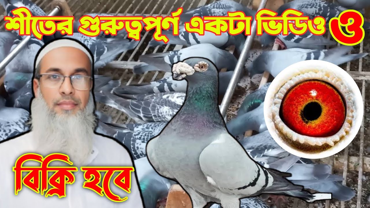 অরিজিনাল রেসার কবুতর বিক্রি হবে |এবং শীতের সময় প্রয়োজনীয় কিছু পরামর্শ |resar kabutar|রেসার কবুতর