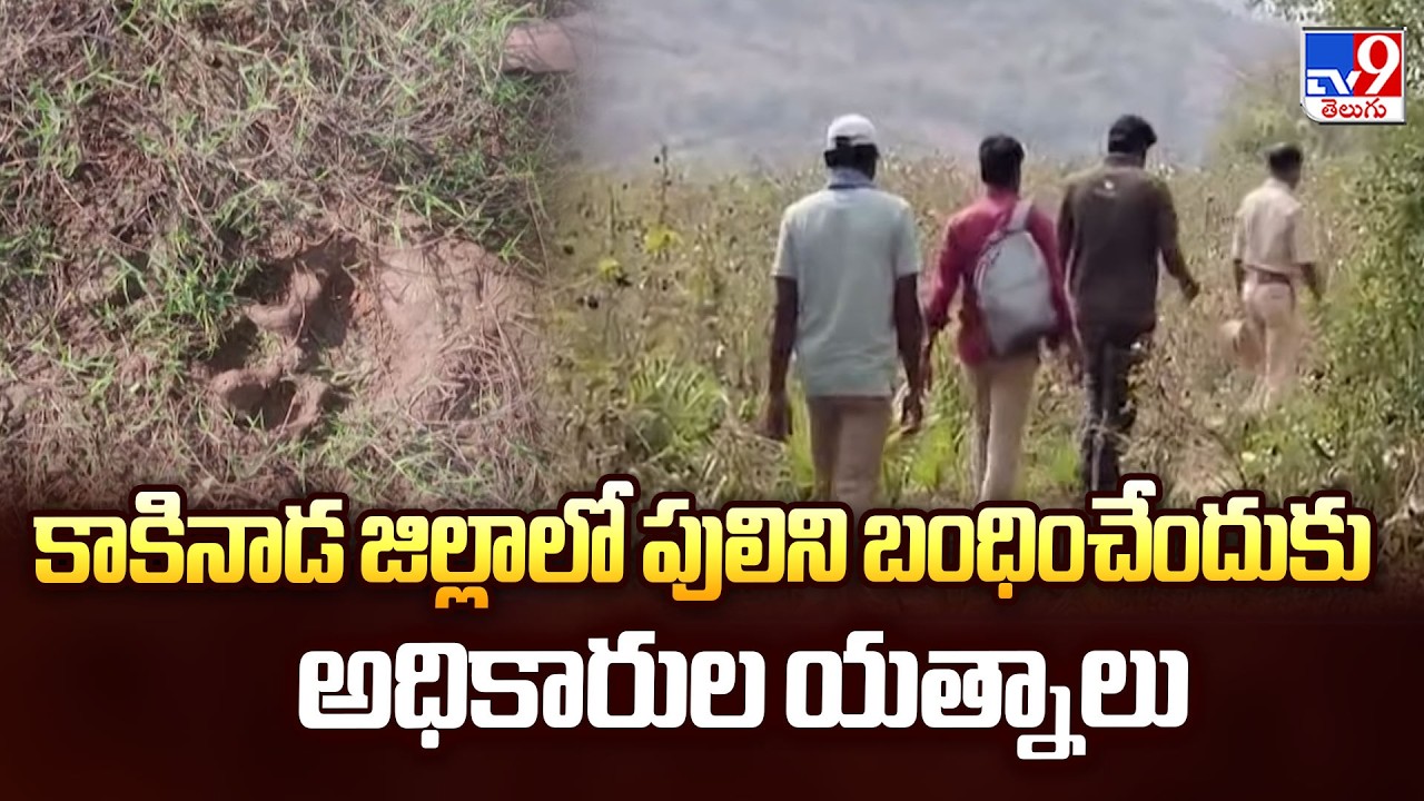 Tiger Scare in Kakinada Villages: Forest Officials Launch Hunt - TV9