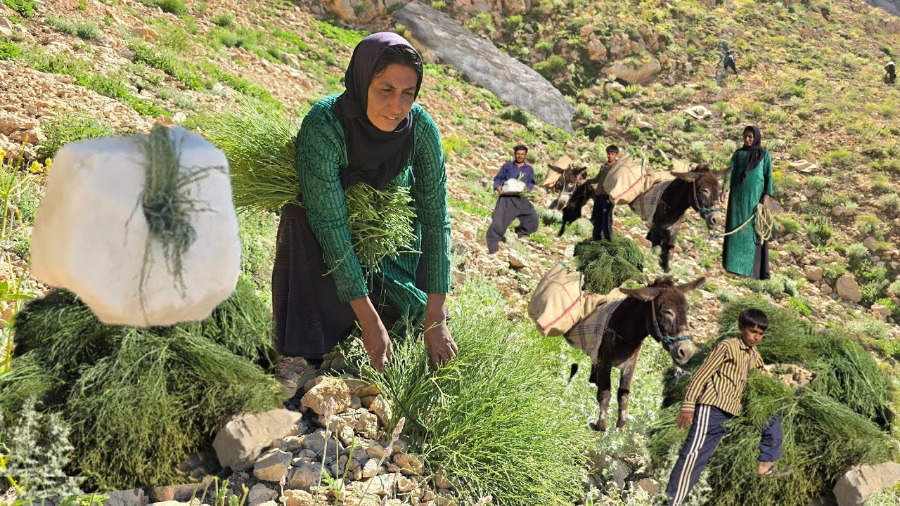 Nomadic Life: Nomadic Green Shelter | Nomadic Journey Through Dangerous Mountain Routes