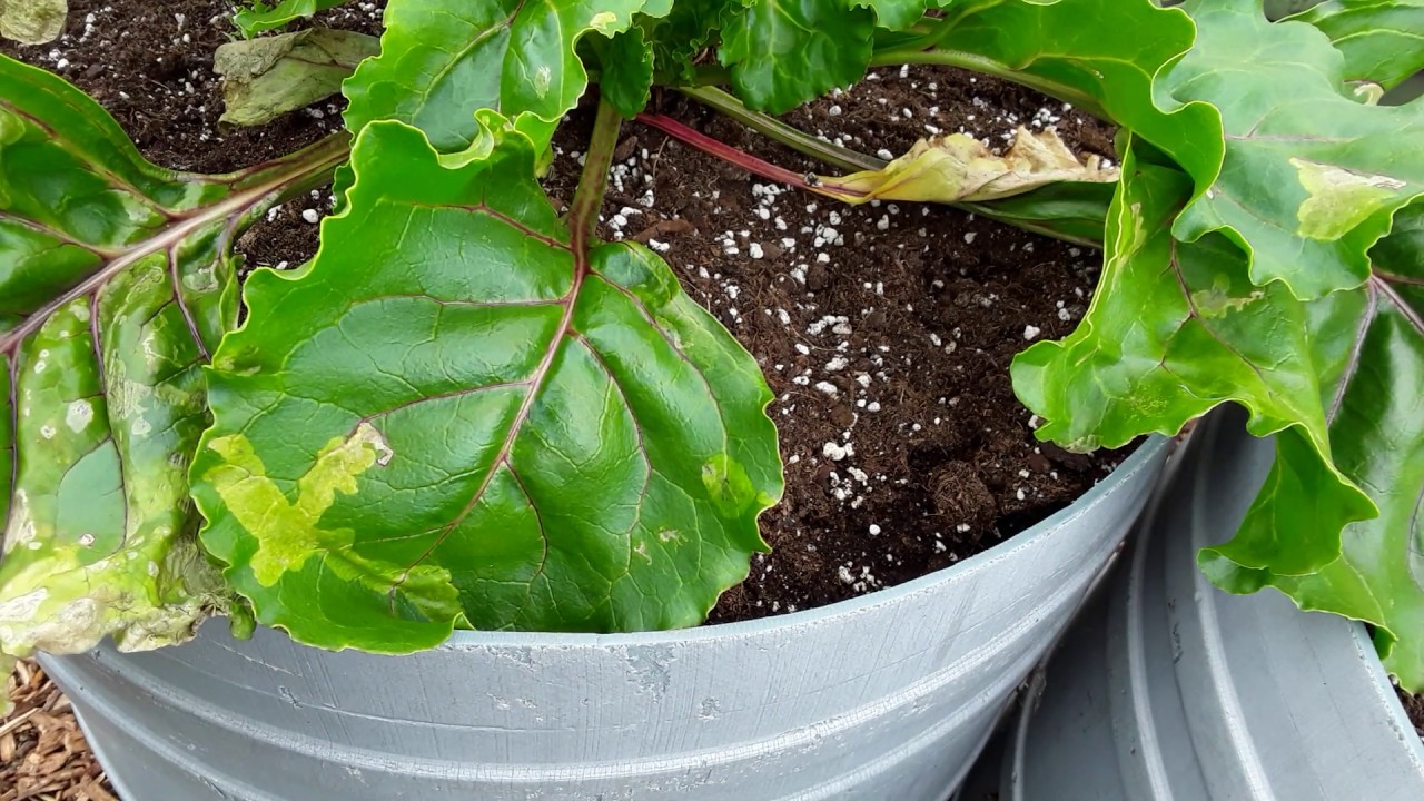 😞 Beet Leaf Miner Distroys My Beetroots 😞 (593)