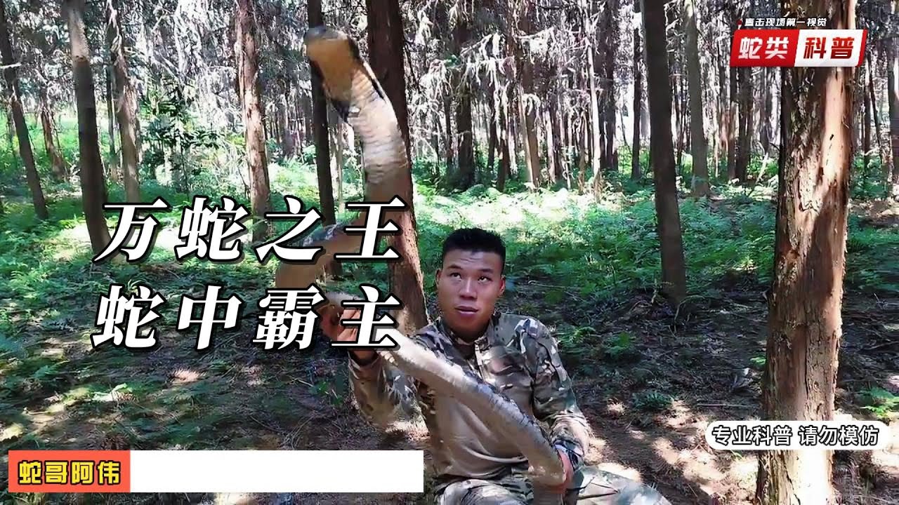 探秘广东惠州：第一视角追踪眼镜王蛇！简直是意外之喜！