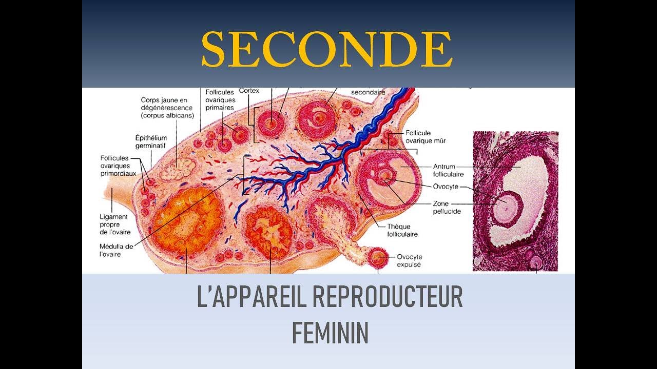 l'appareil reproducteur féminin
