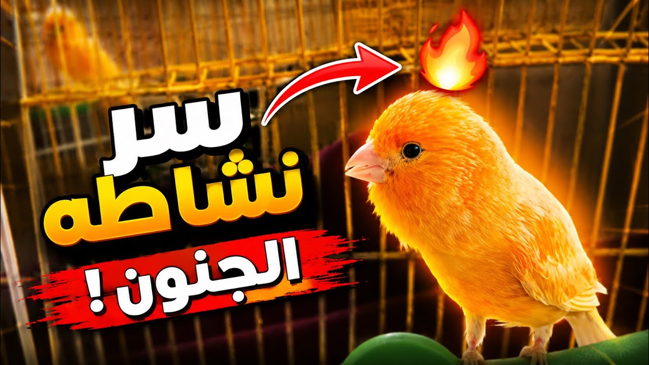 ذكر كناري هائج للتزاوج