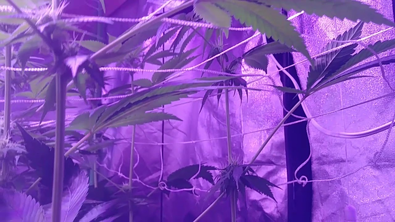 Hermie weed, man