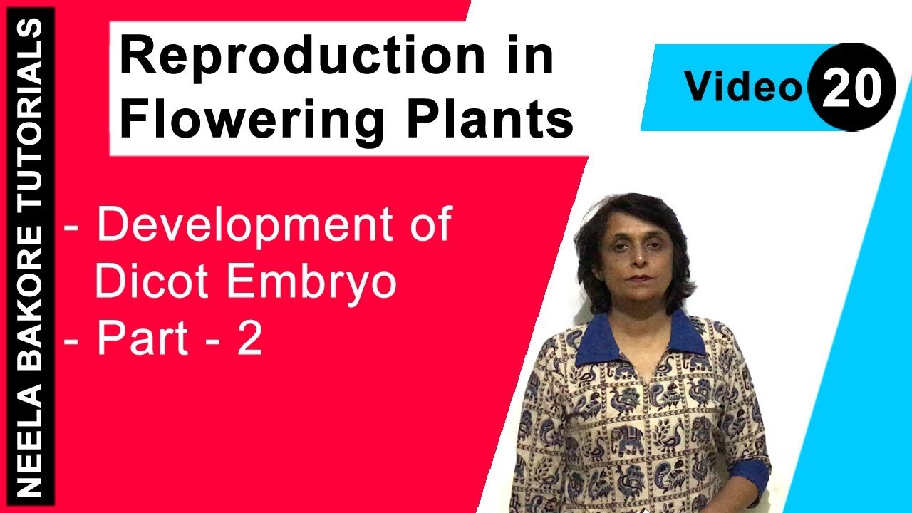 Reproduction in Flowering Plants | NEET | Development of Dicot Embryo - Part 2 | Neela Bakore