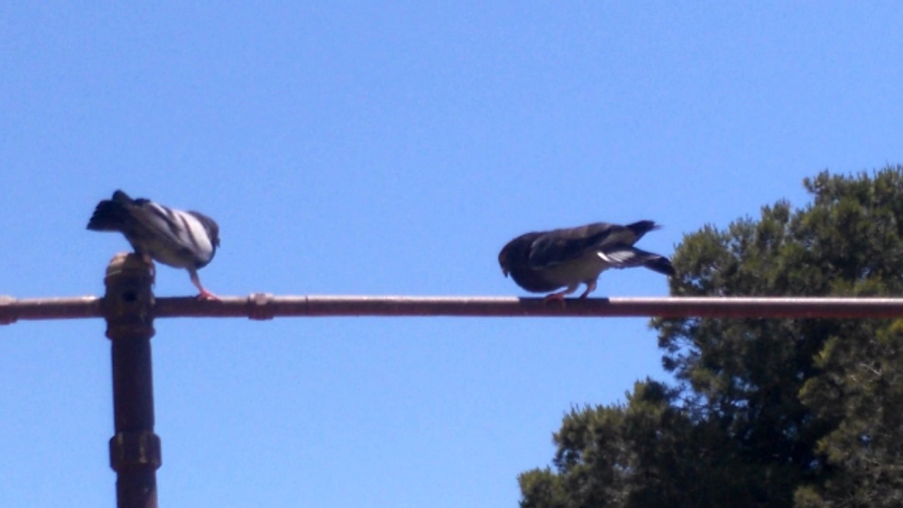 Pichones cruce de morrillero con emperche
