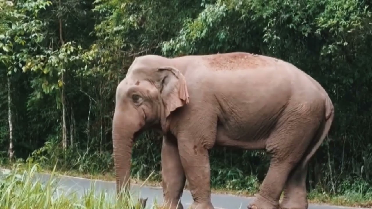 New video is very Dangerous of wild Elephant Very Dangerous Wild elephants