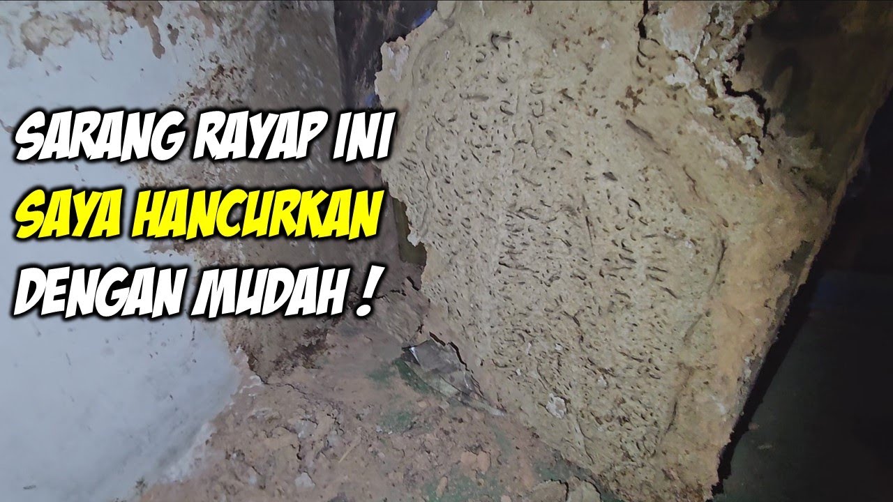 Cara mudah dan murah membasmi rayap satu koloni, sampai ke akarnya