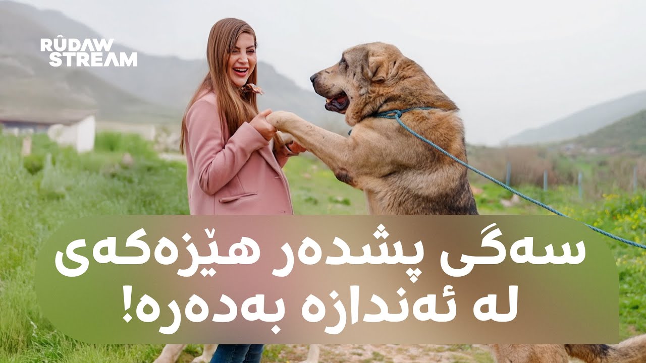 Archive - 'ئەرشیڤ - نهێنییەکانی سەگی پشدەر؛ 'بەهێزترین سەگی کوردستان