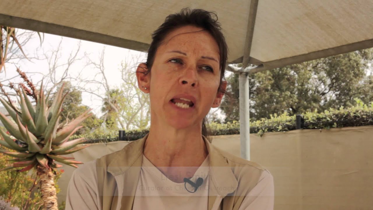 Cheetah Outreach Law Doccie
