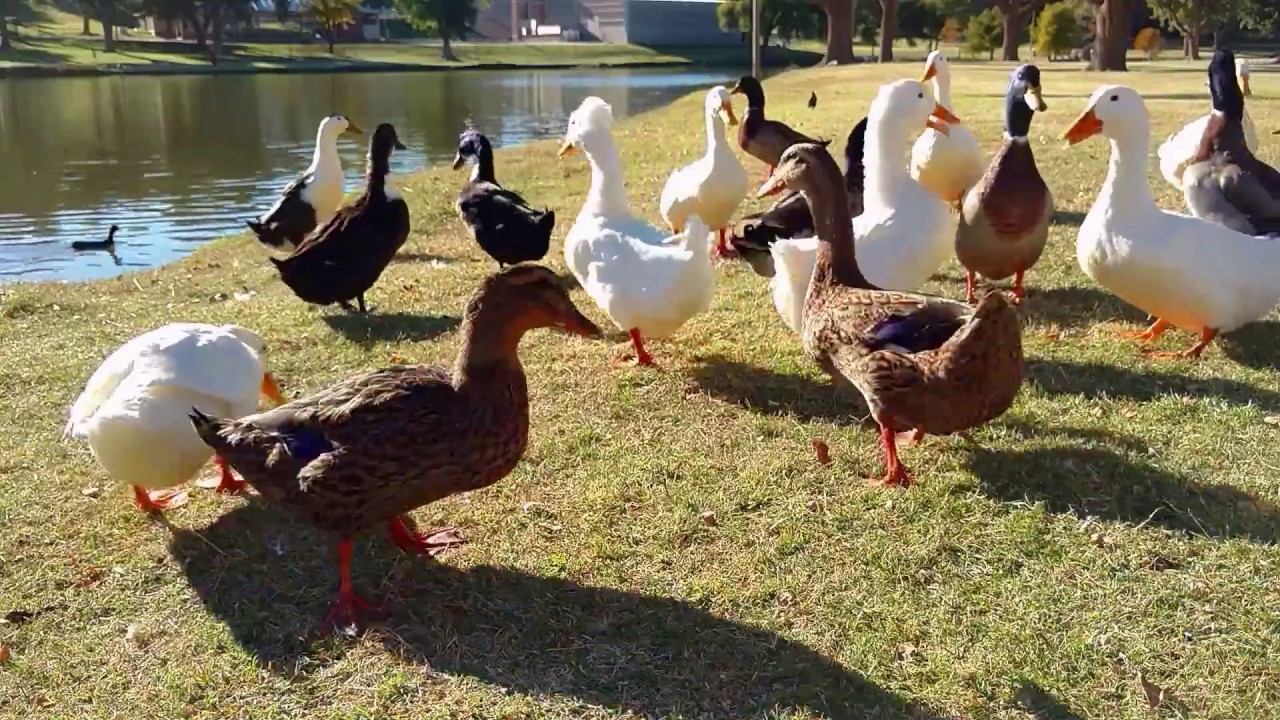 How To Catch a Duck