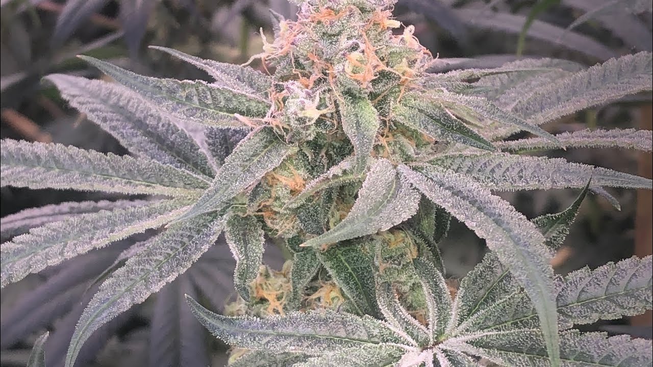 Seed To Harvest:Fortune Cookie:By Humboldt Seed Company. ZZ4:By Lemonade🍋 Seeds Candy Candy:Cookies