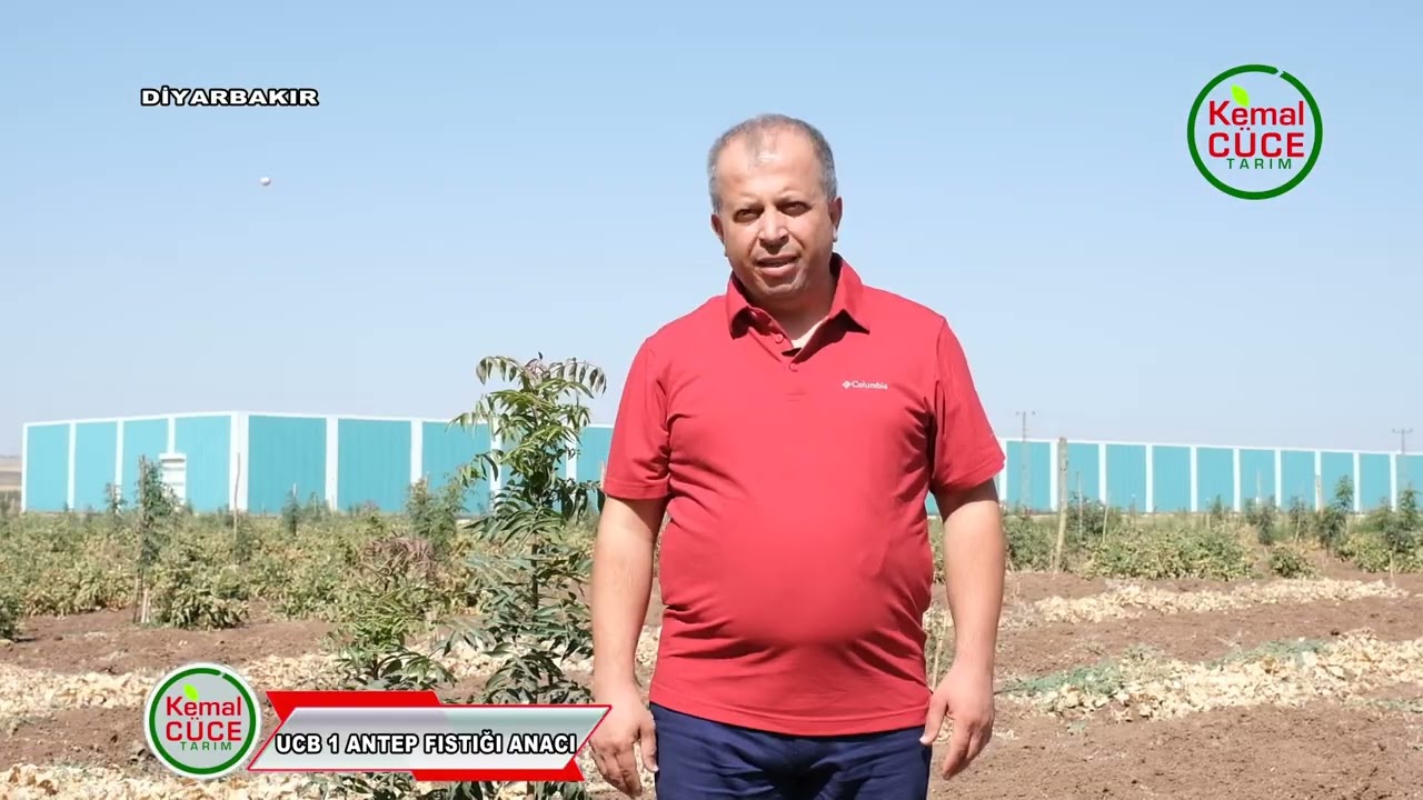 Ucb 1 Antep Fıstığı Yetiştiriciliği Diyarbakır Uc1 Antep Fıstık Anacı