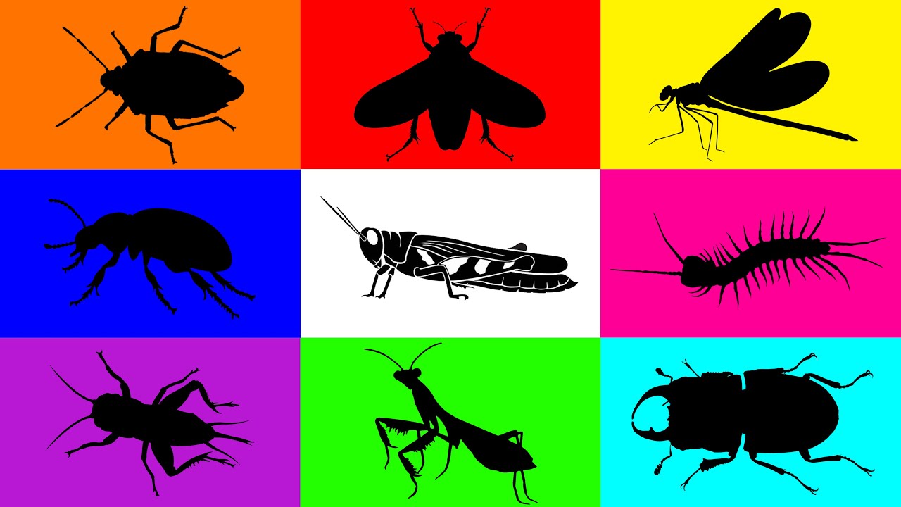 Insect: Cicada, Weevil, Cricket, Centipede, Stink Bug, Mantis, Grasshopper, Dragonfly, Stag Beetle..