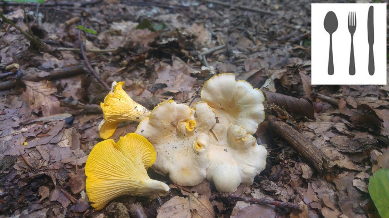 Pieprznik blady (Cantharellus pallens) Sowina