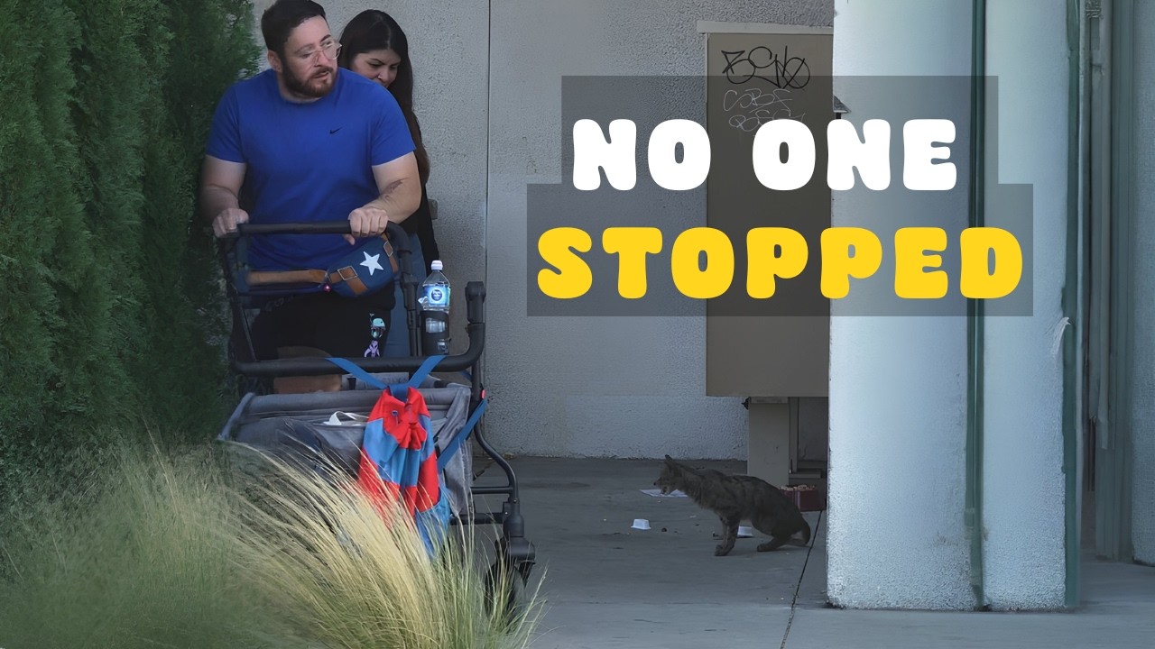 A Starving Cat Was Waiting for Rescue — And No One Stopped