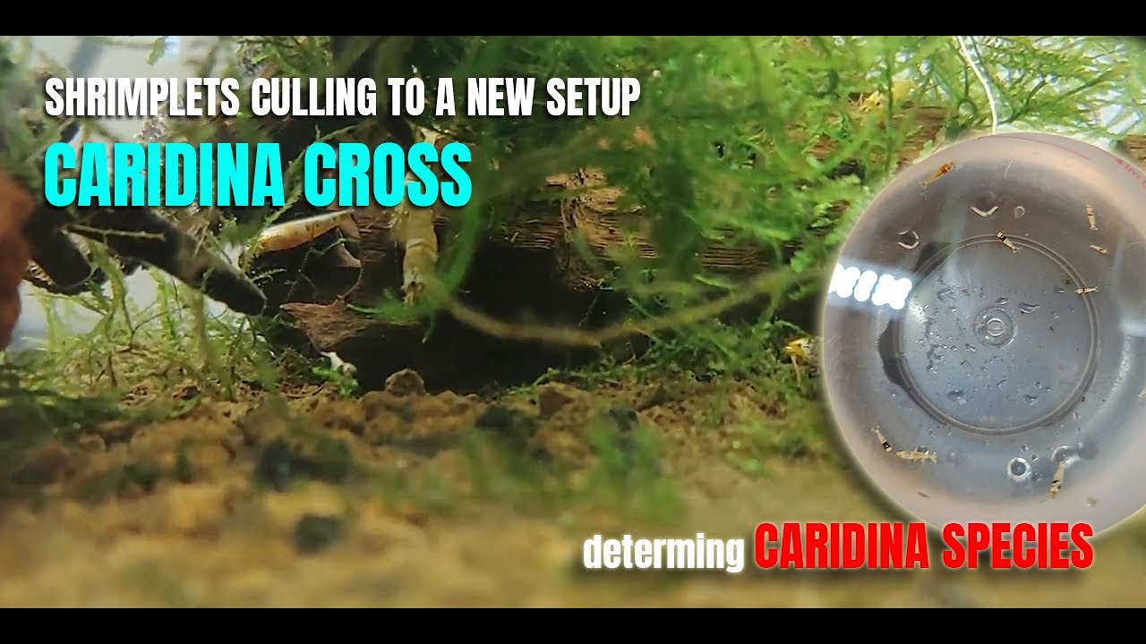 Caridina Cross Breeding Shrimplets - Nano Tank Setup