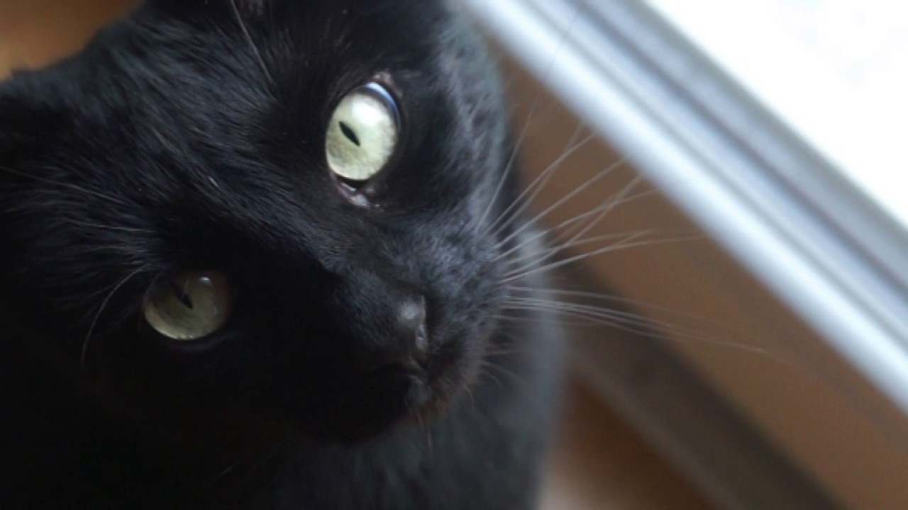 Katzen Alltag