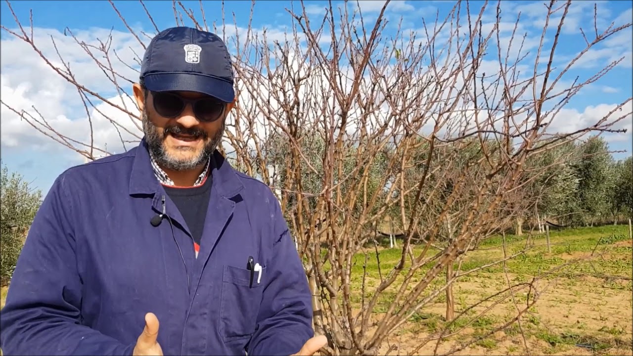 POTATURA DI PRODUZIONE DEL MANDORLO A PARTIRE DAL SECONDO ANNO
