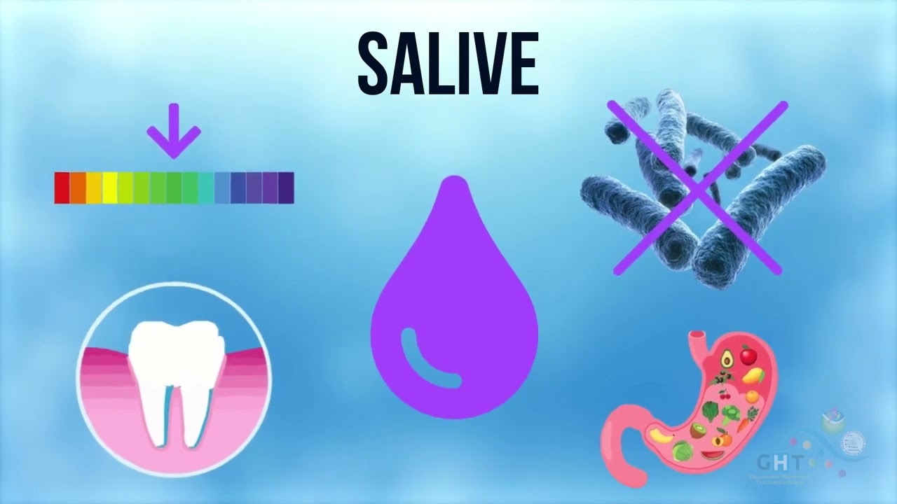 3 Physiologie de la Cavité buccale HBDP