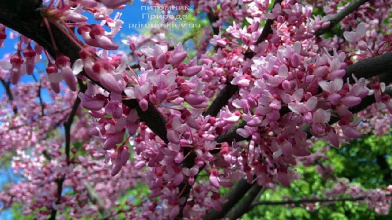 Церцис канадский (Cercis canadensis)