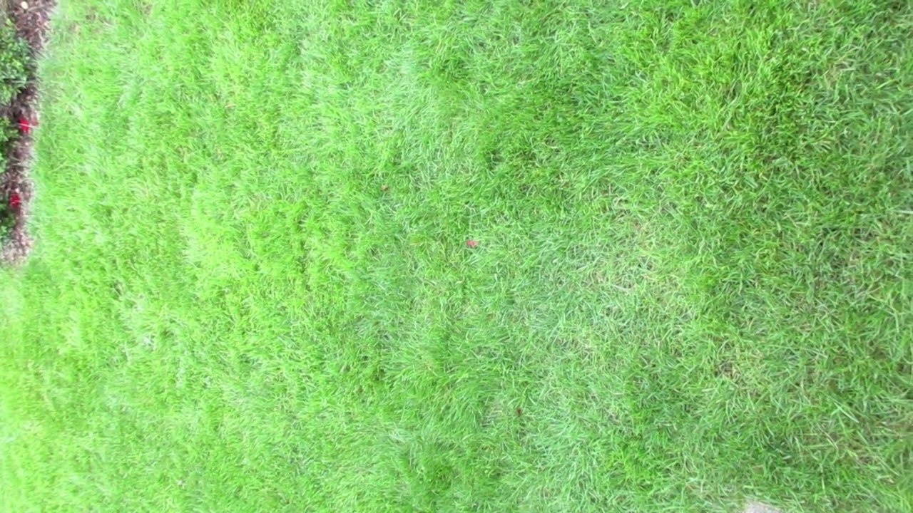 sch&ouml;ner Rasen