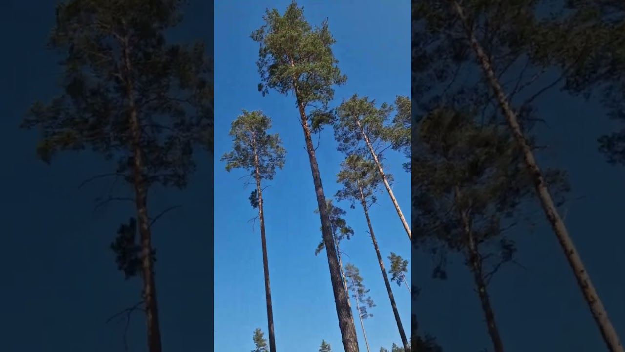 Forest walk