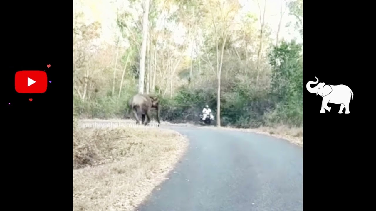 யானைகளின் குறும்பு அழகு தமிழ் மொழியில் elephant fun video Tamil language🐘🐘🐘 #shortsfeed #elephant