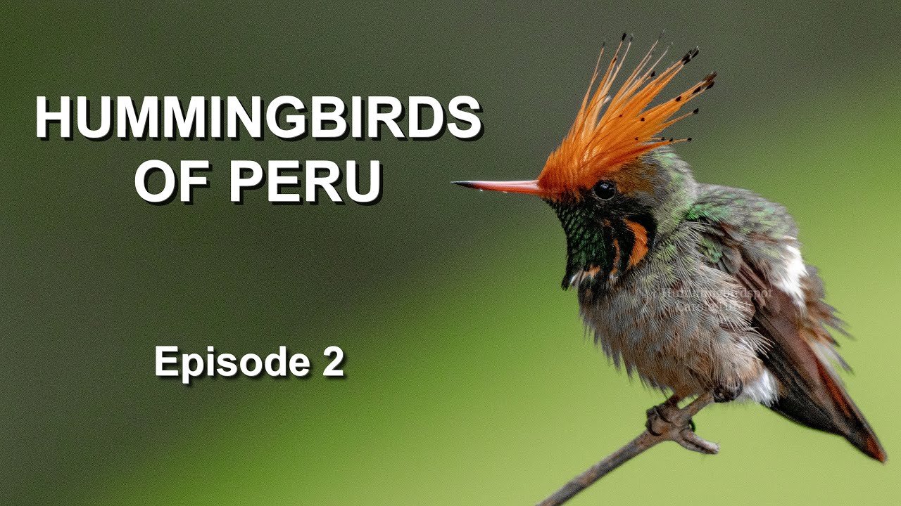 Spectacular Birds of Peru: Six More Exotic Hummingbirds - Episode 2