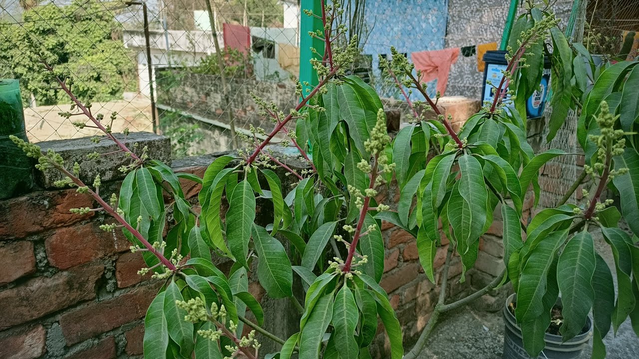 Weekly mango flower update 