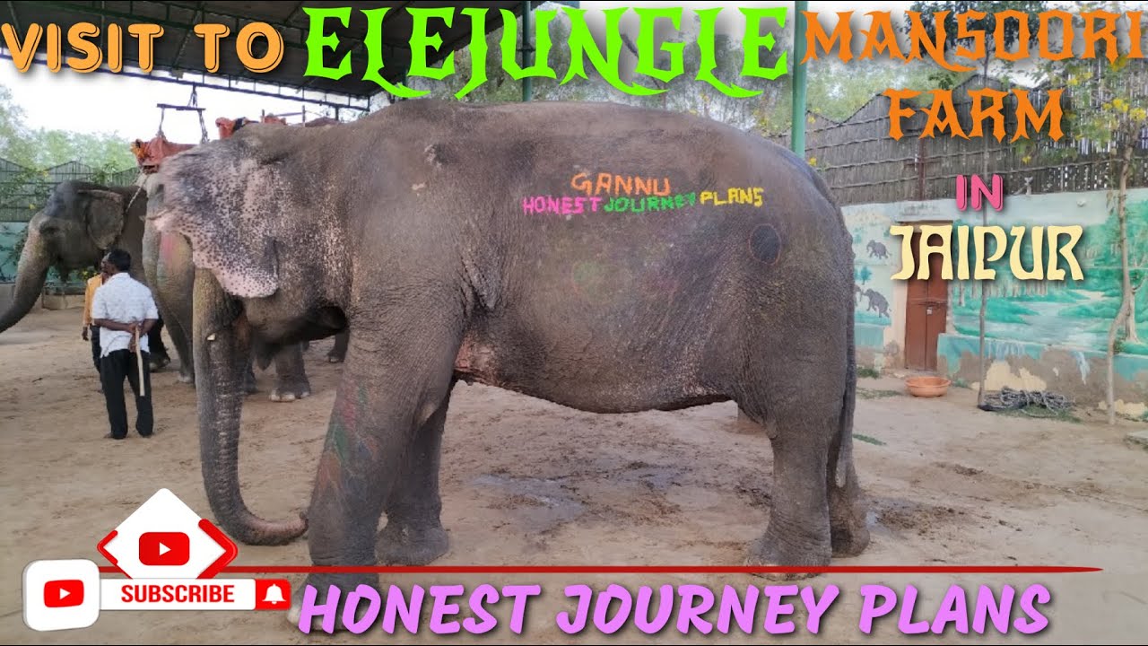 Elephant Riding in Elejungle Jaipur | हाथी की सवारी जयपुर में | Best five Activities with Elephant