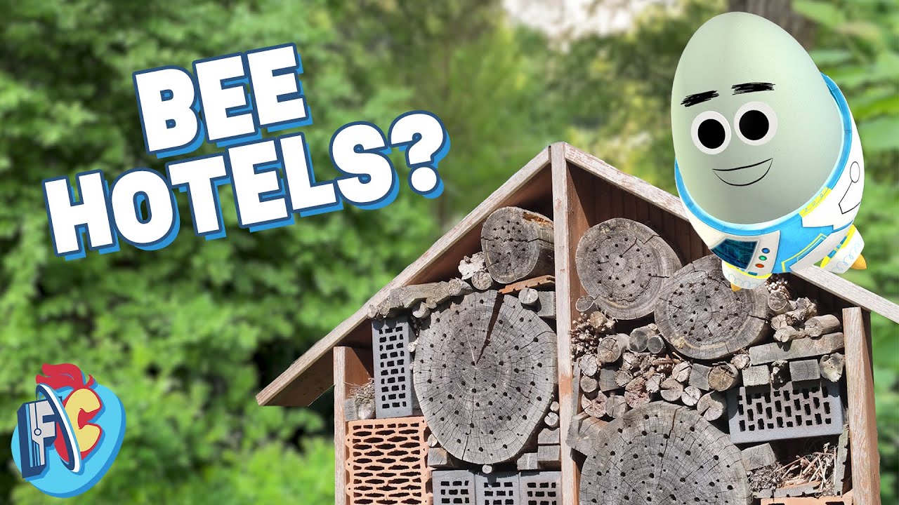Conservation for Kids | What is a bee hotel? | Future Chicken