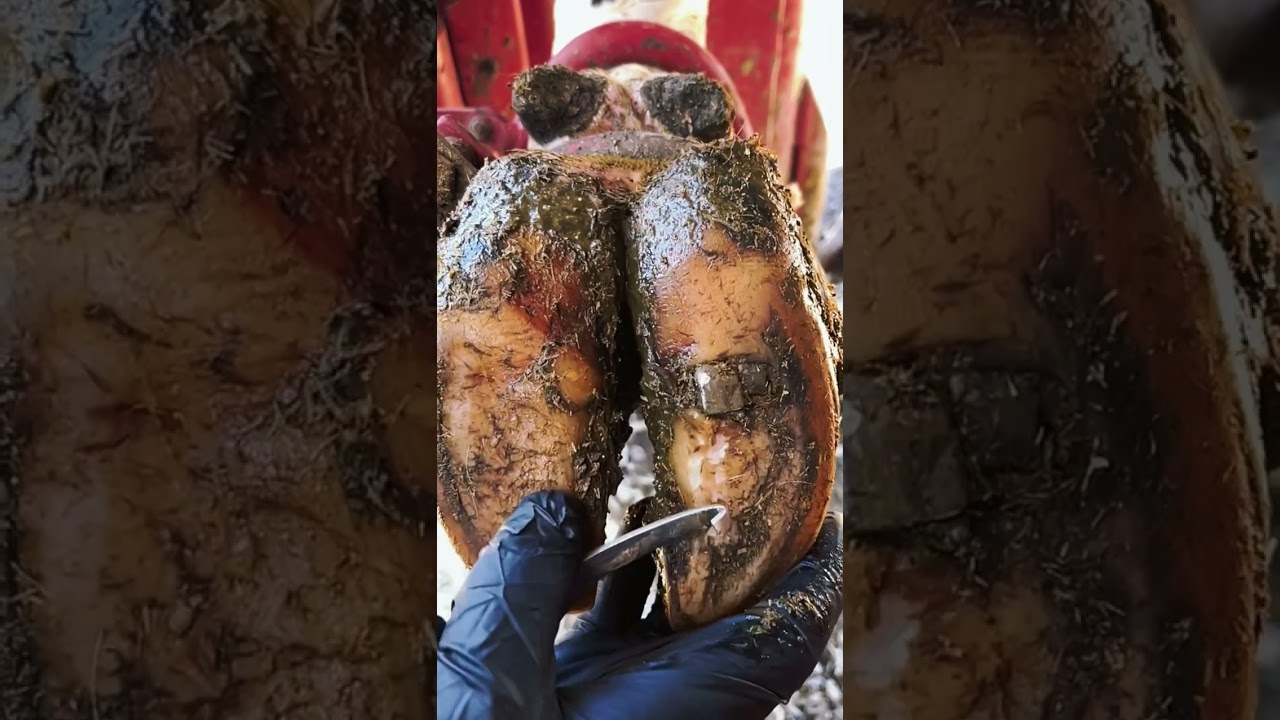It&rsquo;s relaxing in a way!!! #thehoofcowboy #cow #hoof #satisfying #relaxing