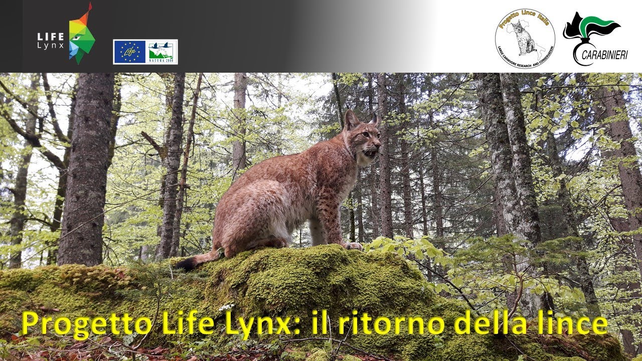 La lince nelle Alpi sudorientali: passato e situazione attuale (episode 1)