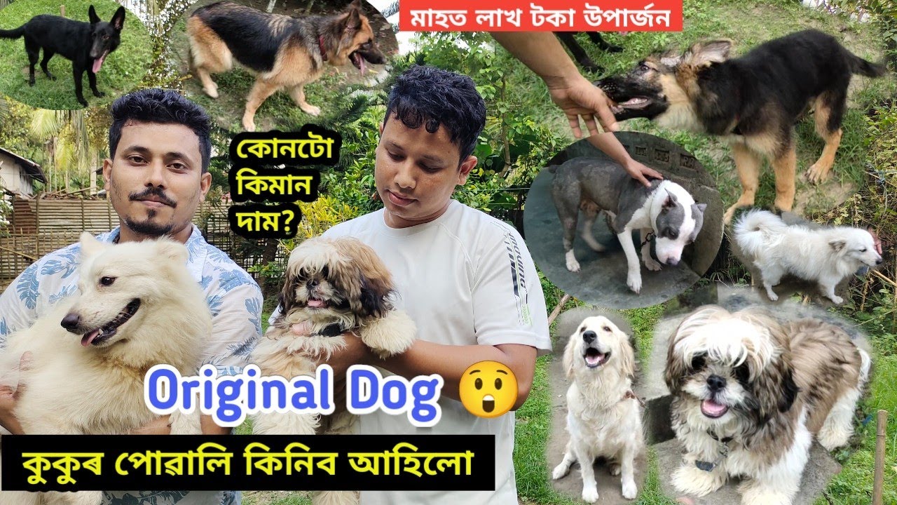 কম দামত বিলাতি কুকুৰ 😲 | Assam Dog Farm | Assamese Dog Videos | Rekib Vlogs