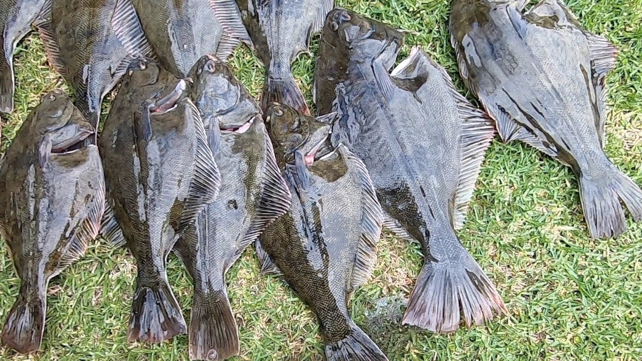 Flounder CATCH COOK EAT Cockles & Tasty Free Range Eggs!