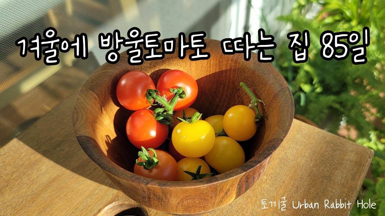 베란다에서 85일, 겨울 방울토마토 수확 | 85 Days on the Balcony - Harvesting Cherry Tomatoes in Winter