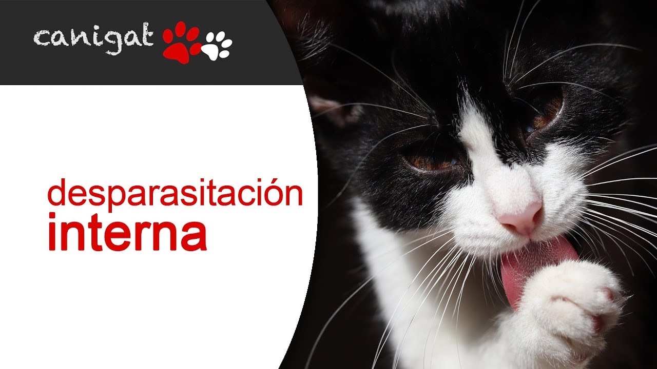 Prevenci&oacute;n par&aacute;sitos internos en gatos
