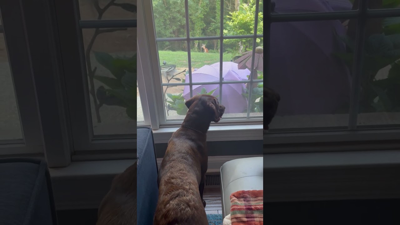 Oh Deer! She’s just watching the beautiful little lady 