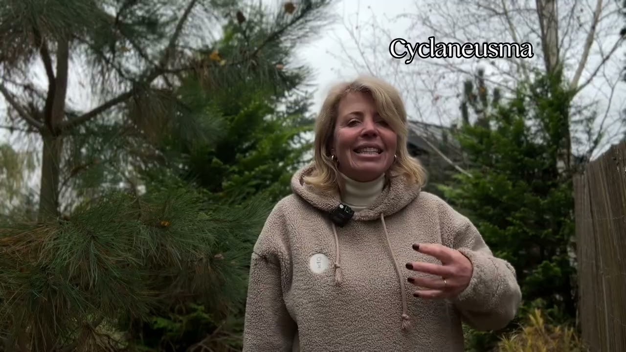 Stāsts par četrām skujeņu slimībām: Cyclaneusma, Pestalotia, Phytophtora, Armillaria