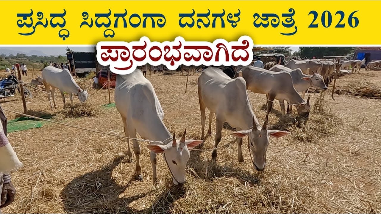Beginning of Siddaganga cattle fair 2026 