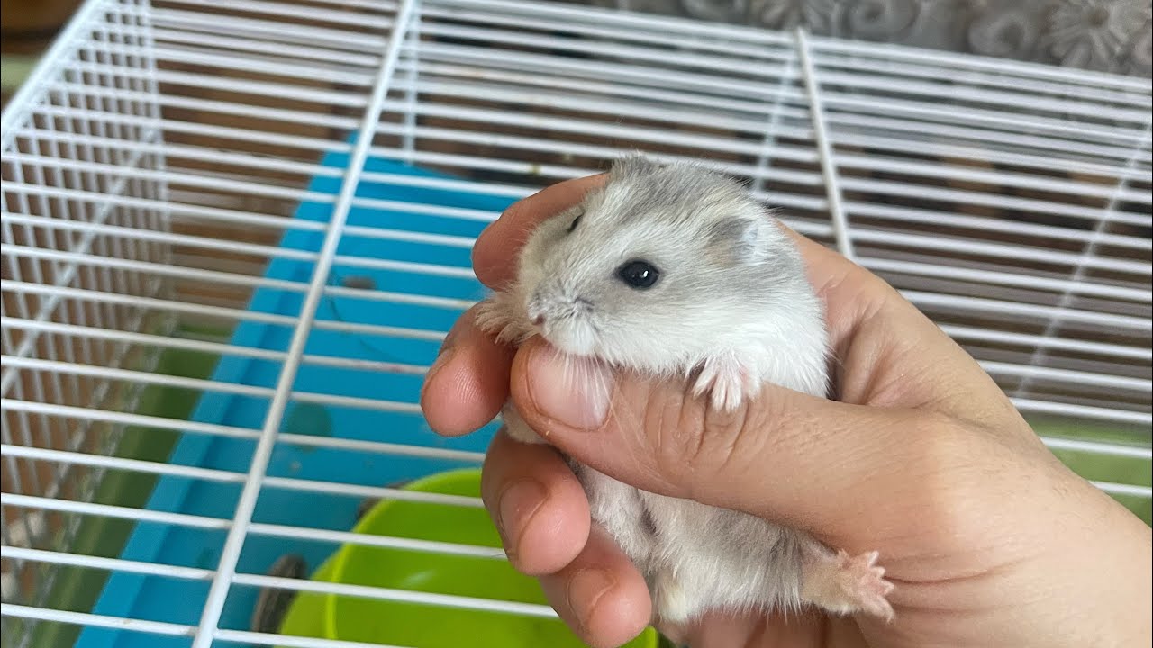 Cleaning my hamster’s cage, living a normal life #cleaning#hamster #canadalife 