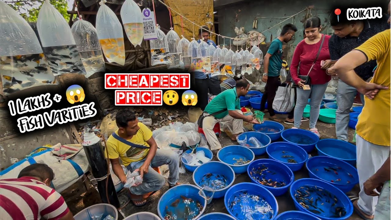 Fish Market | Galiff Street Fish Market Kolkata | Cheap Price | Recent Aquarium Fish Price Update