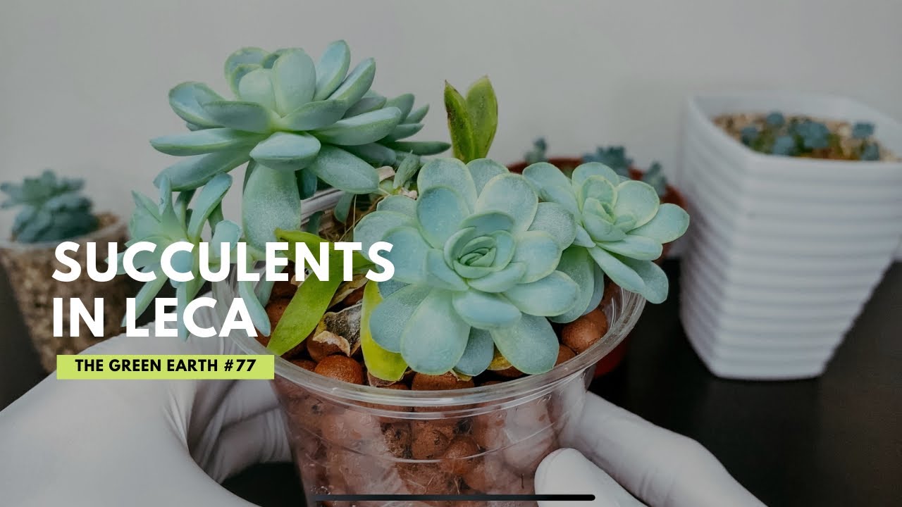 How to Save Dying Succulents? Grow Succulents in Different Growing Media | PART 2 (UPDATES)