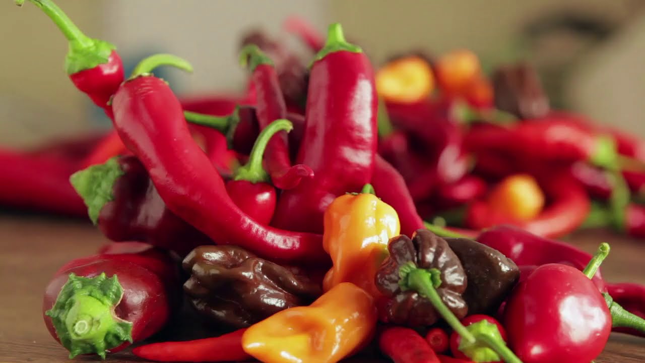 comment faire des semences de piment et poivron?