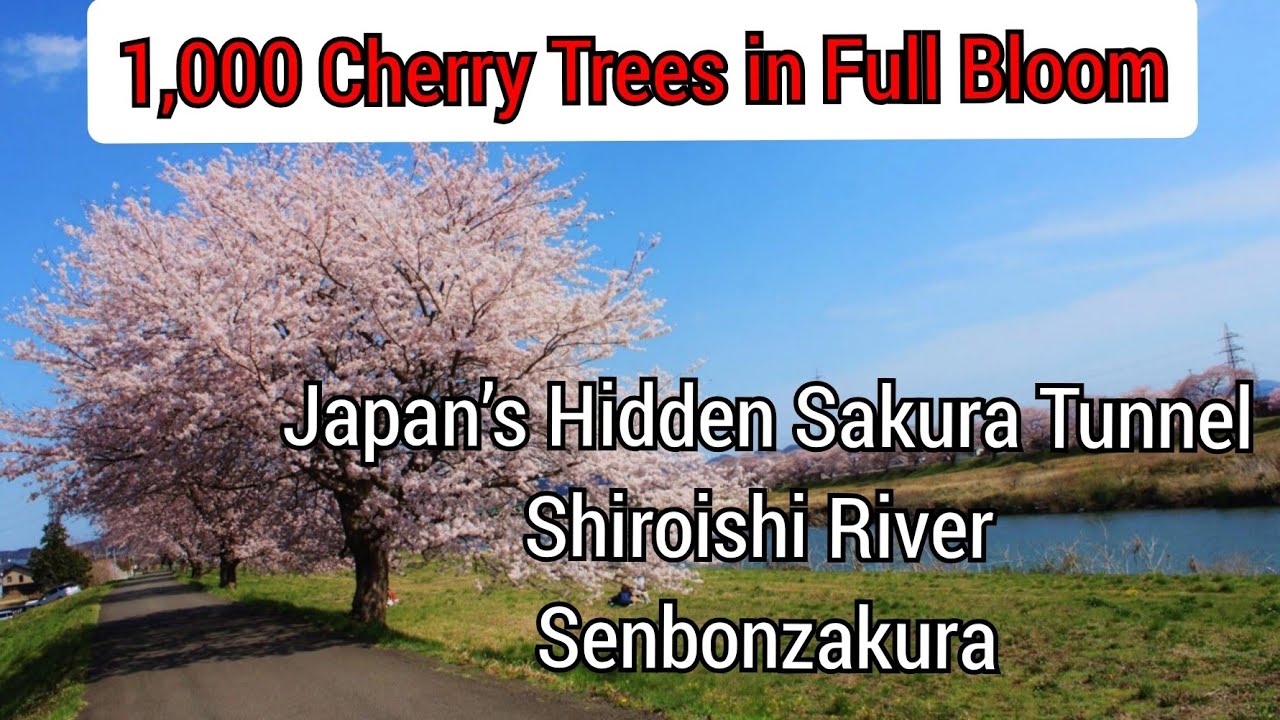 1,000 Cherry Trees in Full Bloom 🌸 Japan’s Hidden Sakura Tunnel | Shiroishi River Senbonzakura 2024