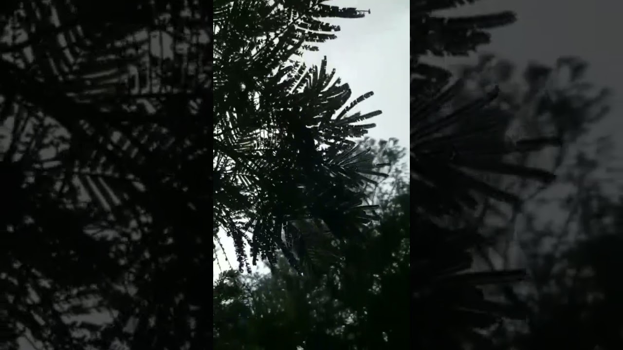 #darkness #rain #tree     Feel the darkness, and wetness on the rain