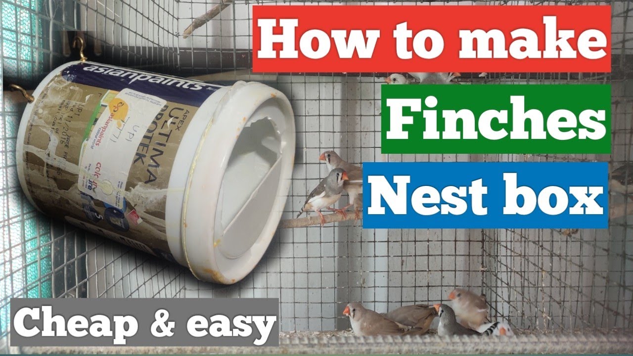 Finches Nest Box - cheap and simple - DIY