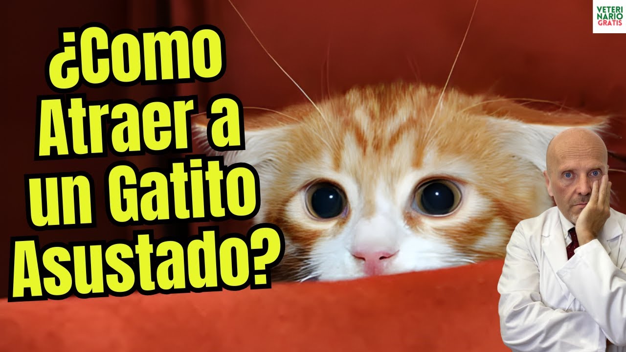 🐱😰 ¿COMO ATRAER A UN GATO ASUSTADO? SIN que huya (7 pasos veterinarios que funcionan) ✅